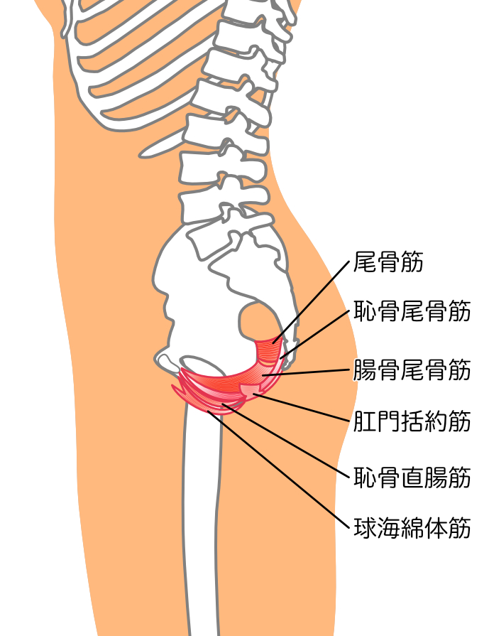 骨盤底筋群